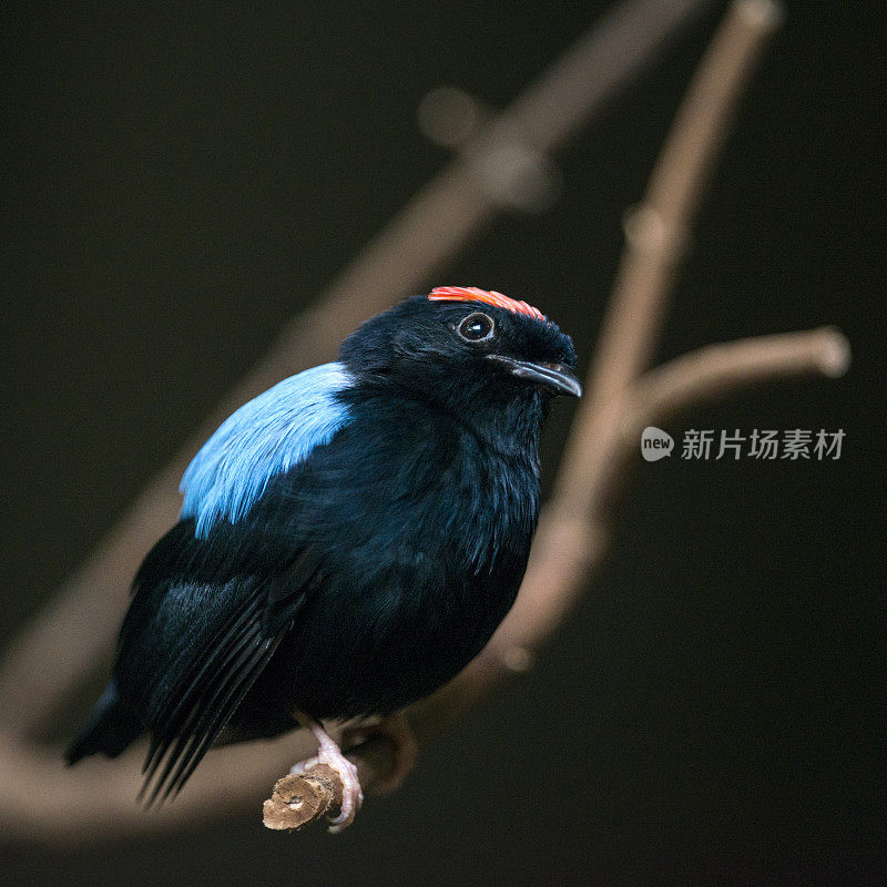 蓝背侏儒鸟，普拉奇皮普拉，Chiroxiphia Pareola